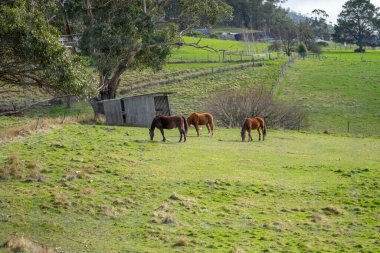 Avustralya 'daki tepelerde at çiftliği
