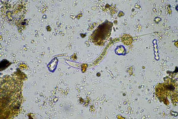 再生农场显微镜下土壤样品中的细菌喂食土壤线虫 — 图库照片