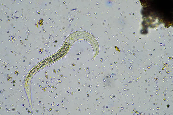 Βακτηριακός Νηματώδης Σκώληκας Εδάφους Δείγμα Εδάφους Κάτω Από Μικροσκόπιο Εκμετάλλευση — Φωτογραφία Αρχείου