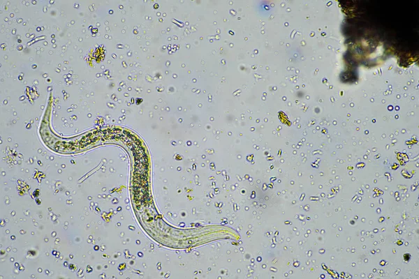 Avusturalya 'da bir çiftlikte mikroskop altında toprak numunesinde bakteriyel beslenme toprağı nematodu. 