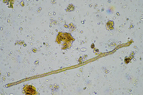 在农场显微镜下的土壤样本中种植纤维素 — 图库照片