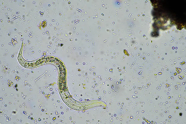 Bakterien Fressende Bodennematoden Einer Bodenprobe Unter Dem Mikroskop Auf Einem Stockbild