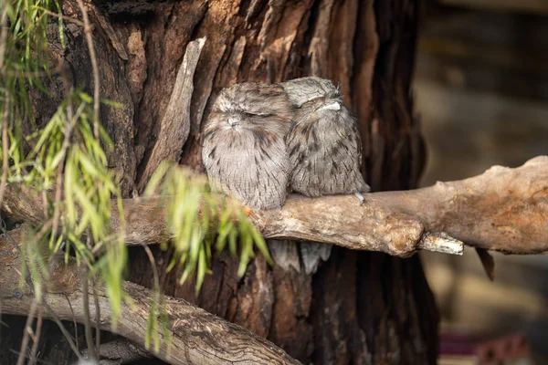 Pair Tawny Frogmouth Owls Sleeping Tree Day Melbourne Australia — Stock Photo, Image