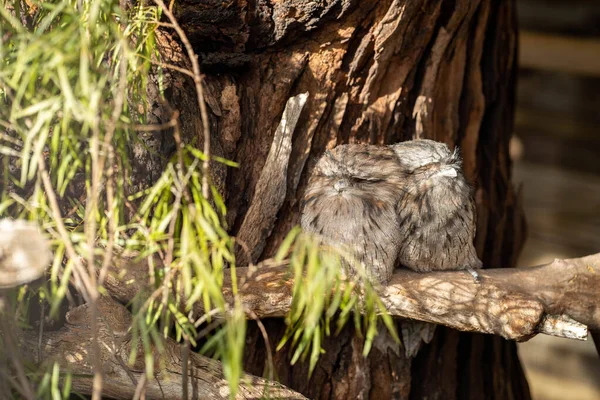 pair of tawny frogmouth owls sleeping in a tree during the day in melbourne australia.
