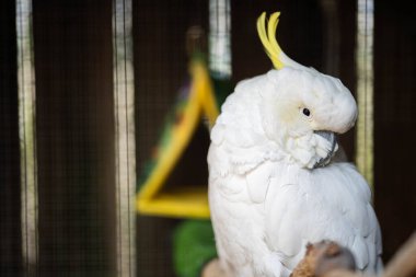 Avustralya 'nın dışındaki bir sakız ağacına tünemiş beyaz papağan ve corella. Tazmanya 'daki ulusal bir parkta ağaçtaki yerli Avustralya kuşları.