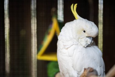 Avustralya 'nın dışındaki bir sakız ağacına tünemiş beyaz papağan ve corella. Tazmanya 'daki ulusal bir parkta ağaçtaki yerli Avustralya kuşları.