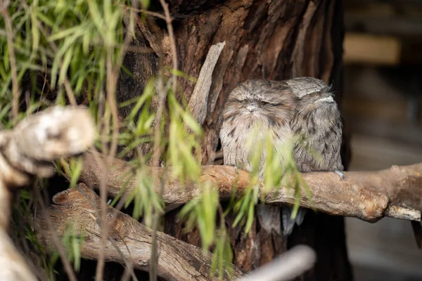 pair of tawny frogmouth owls sleeping in a tree during the day in melbourne australia.