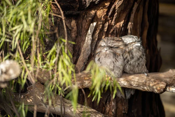 stock image pair of tawny frogmouth owls sleeping in a tree during the day in melbourne australia. 