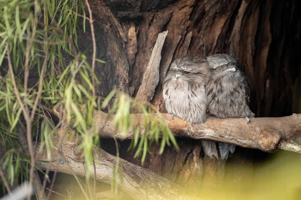 Pair Tawny Frogmouth Owls Sleeping Tree Day Melbourne Australia — Stock Photo, Image