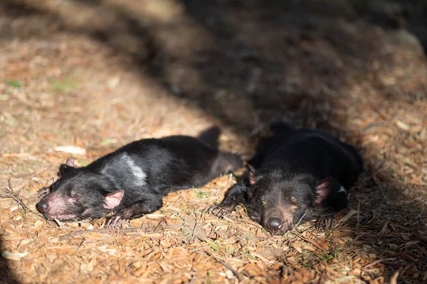 pair sleeping Beautiful tasmanian devil in the Tasmanian bush. Australian wildlife in a national park in Australia