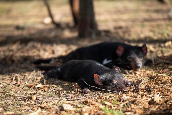 pair sleeping Beautiful tasmanian devil in the Tasmanian bush. Australian wildlife in a national park in Australia