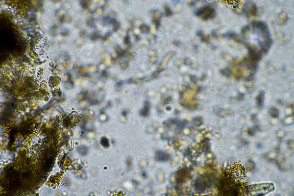 Agronomist Soil Sample Soil Life Bugs Microorganisms Storing Carbon Fungi — Stock Photo, Image