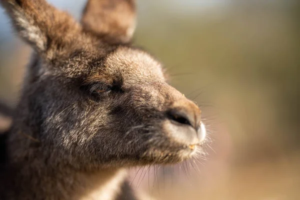 Lähikuva Kaunis Kenguru Nsw Australian Pensas Australian Syntyperäinen Luonnonvaraisten Eläinten — kuvapankkivalokuva
