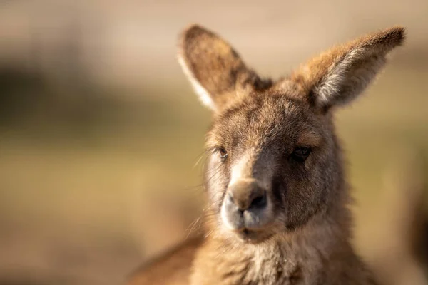 Avustralya Çalılıklarında Güzel Bir Kangurunun Yakınına Avustralya Yaz Aylarında Ulusal — Stok fotoğraf