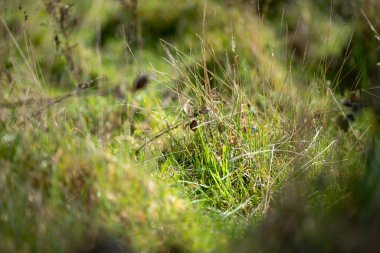 Çiftlikteki bir tarlada uzun otlar. Avustralya 'da bir çiftlikteki çayırdaki yeşil çayır.  