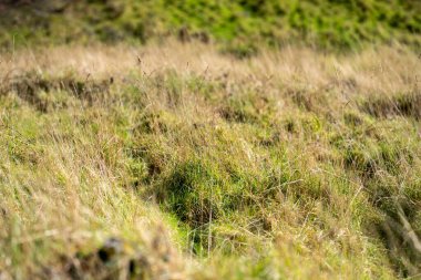 Çiftlikteki bir tarlada uzun otlar. Avustralya 'da bir çiftlikteki çayırdaki yeşil çayır.  