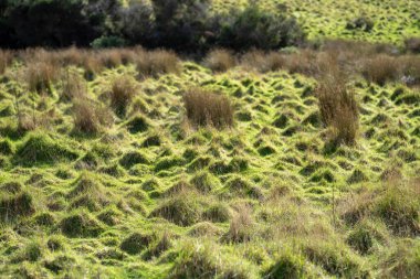 Çiftlikteki bir tarlada uzun otlar. Avustralya 'da bir çiftlikteki çayırdaki yeşil çayır.  
