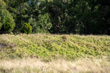 Çiftlikteki bir tarlada uzun otlar. Avustralya 'da bir çiftlikteki çayırdaki yeşil çayır.  