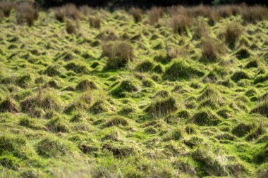 Çiftlikteki bir tarlada uzun otlar. Avustralya 'da bir çiftlikteki çayırdaki yeşil çayır.  