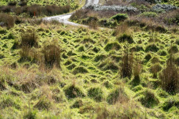 Langes Gras Auf Einem Feld Auf Einem Bauernhof Grüne Weide — Stockfoto