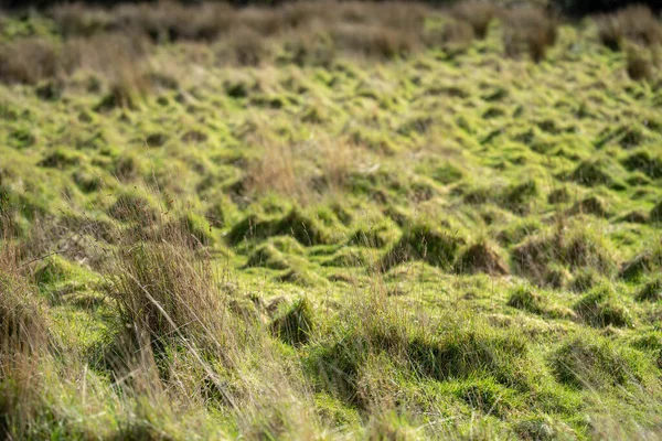 農場の野原に長い草を植えました オーストラリアの牧場の牧場の牧草地で緑の牧草地 — ストック写真