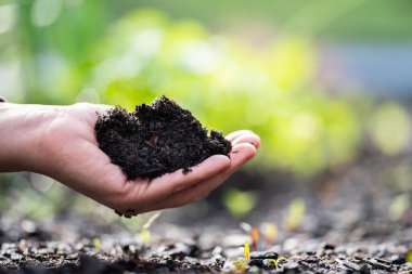 Kadın çiftçi, Avustralya 'daki bir çiftlikte toprak sağlığını gözlemek için toprağı elinde tutuyor.