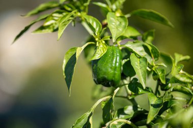 Baharda Avustralya 'daki sebze bahçesinde kapsicum bitkisi.