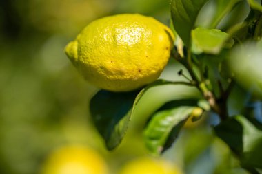 İlkbaharda Avustralya 'da bir ağaçtaki limonları kapat.