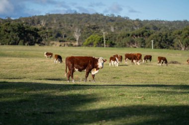 İlkbaharda Amerika 'da yeşil bir çayırda otlayan inek.