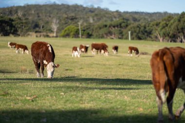 Sığır eti ve buzağılar Sprin 'de çimenlerde otluyor.