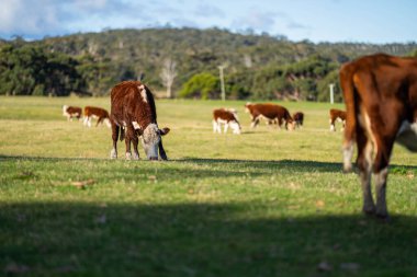 Tarlada ot yiyen güzel bir inek  