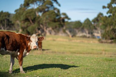 Avustralya 'da bir çiftlikte gün batımında inekler otluyor.