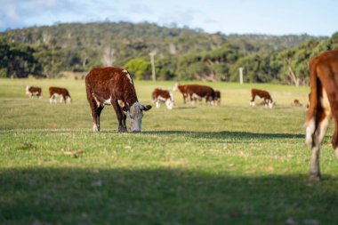 Avustralya 'da baharda çayırlarda otlayan inekler.