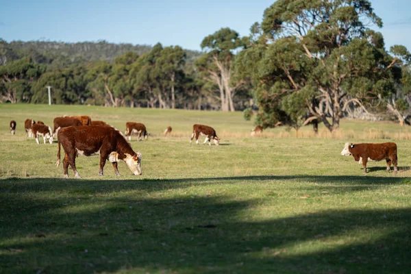 Корови Пасуться Заході Сонця Полі Заході Сонця Фермі Австралії Навесні — стокове фото