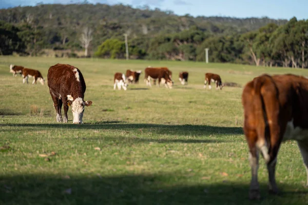 hereford cows in australia in a paddock grazing on grass in spring