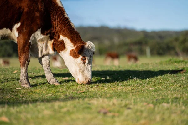 Vacas Vitelos Carne Bovino Pastando Grama Sprin — Fotografia de Stock