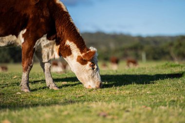Avustralya 'da baharda çayırlarda otlayan inekler.