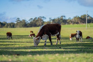 Sığır eti ve buzağılar Sprin 'de çimenlerde otluyor.