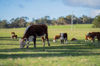 Tarlada ot yiyen güzel bir inek  