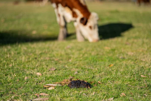 Primer Plano Angus Hereford Vacas Comiendo Pastos Largos Australia Primavera —  Fotos de Stock