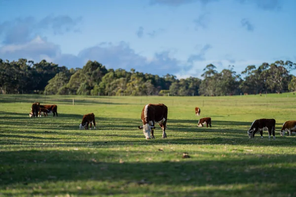 Яловичі Корови Телята Пасуться Траві Спринді — стокове фото