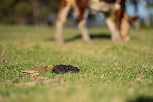 Piękna Krowa Herford Jedząca Trawę Polu — Zdjęcie stockowe