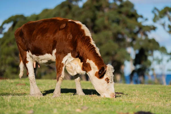 Коровы Пасутся Закате Ферме Австралии — стоковое фото