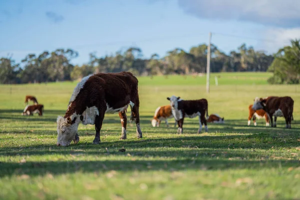 Корови Пасуться Заході Сонця Фермі Австралії — стокове фото