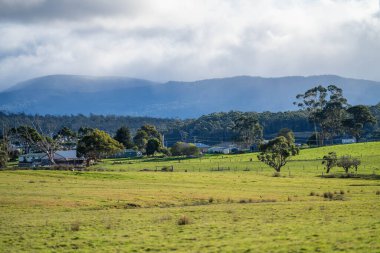 Avustralya 'da baharda çayırlarda otlayan inekler.
