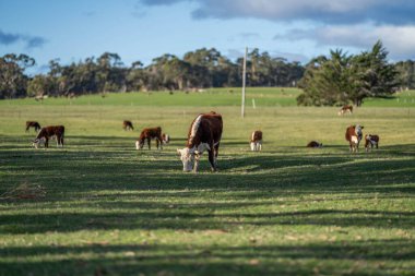 Avustralya 'da baharda çayırlarda otlayan inekler.