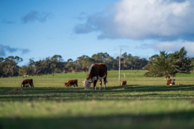 Avustralya 'da baharda çayırlarda otlayan inekler.