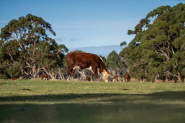 Sığır eti ve buzağılar Sprin 'de çimenlerde otluyor.
