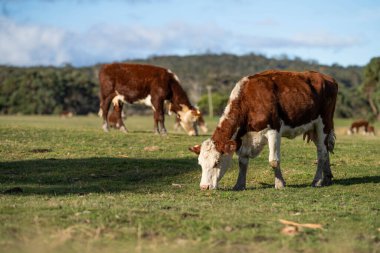 Tarlada ot yiyen güzel bir inek  