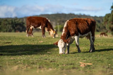 Sığır eti ve buzağılar Sprin 'de çimenlerde otluyor.
